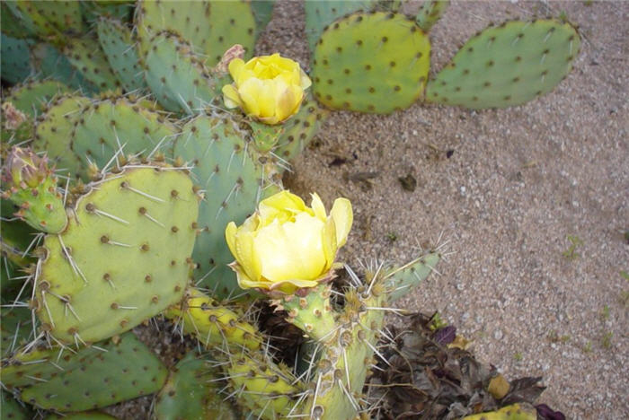 Opuntia phaeacantha