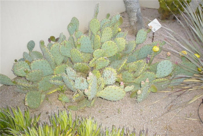 Plant photo of: Opuntia phaeacantha