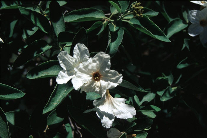 Plant photo of: Cordia boissieri