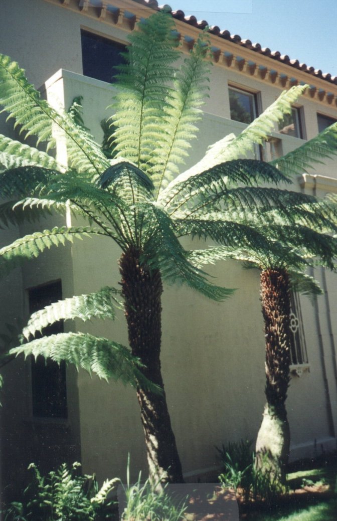 Tasmanian Tree Fern