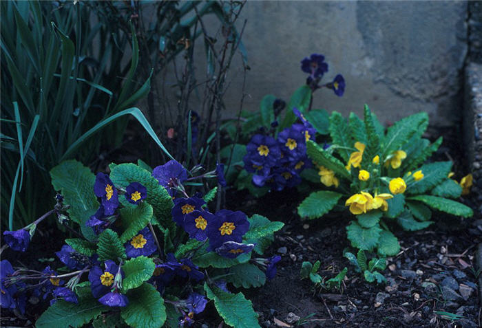 Primula Polyanthus Group