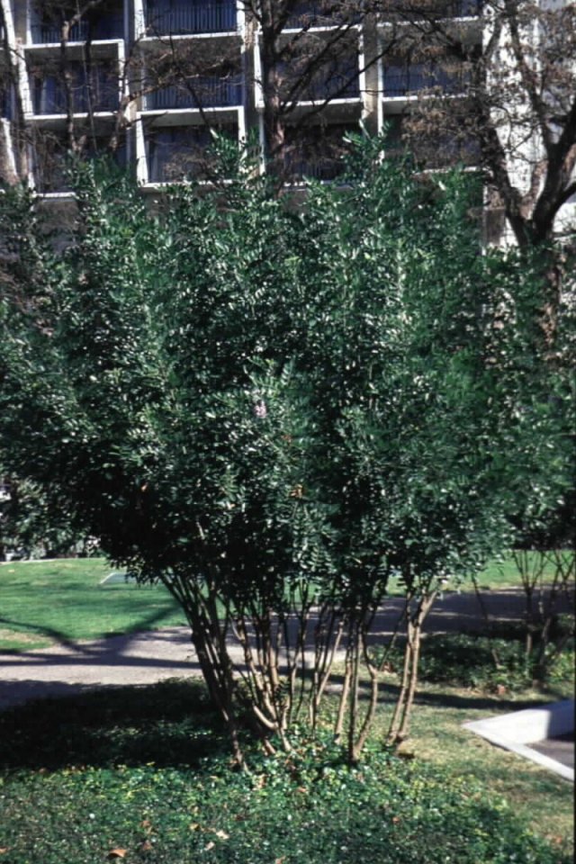 Sophora secundiflora