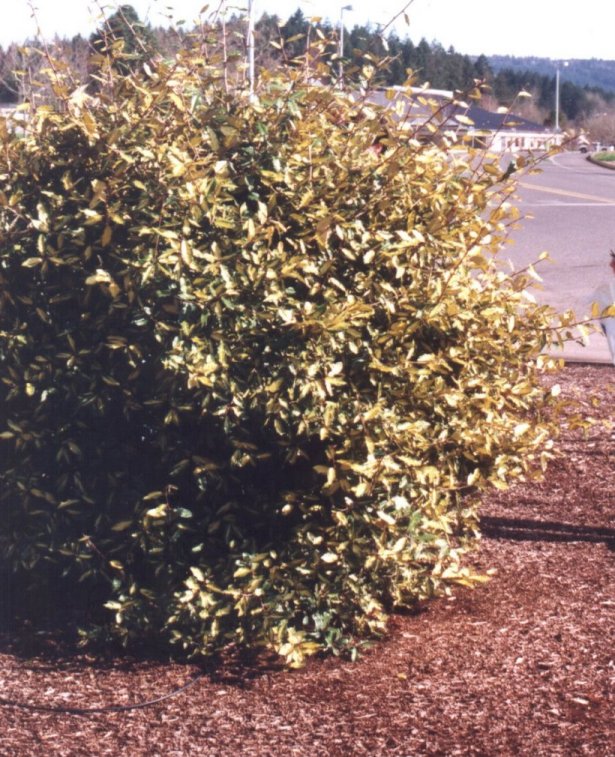 Golden Elaeagnus