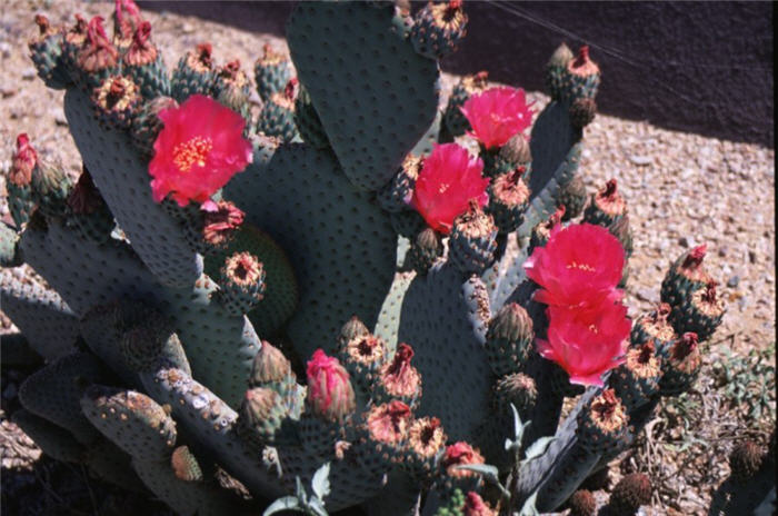 Opuntia basilaris