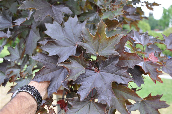 Plant photo of: Acer platanoides