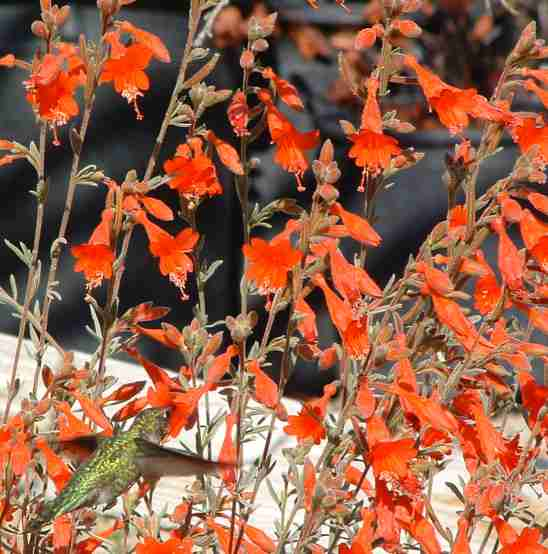 Epilobium canum 'Catalina'