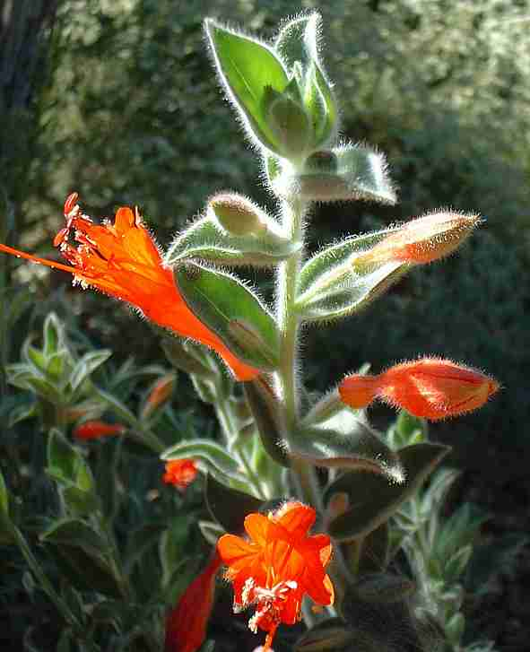 Epilobium canum 'Ghostly Red'