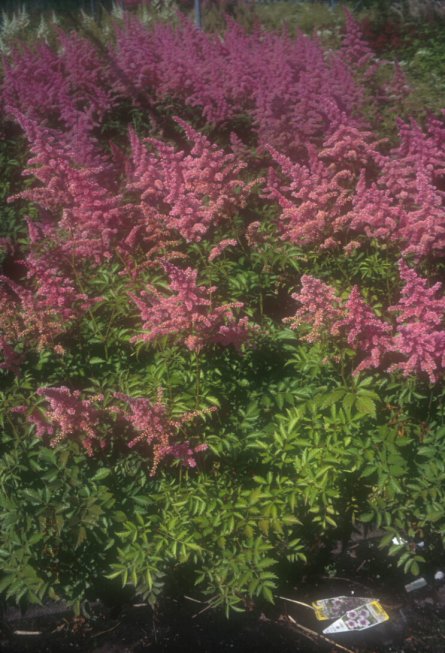 Astilbe X arendsii 'Rhineland'