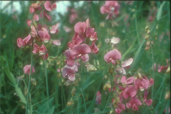 Annual Sweet Pea