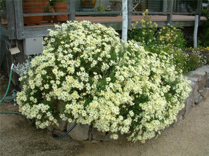 Anthemis tinctoria 'Moonlight'