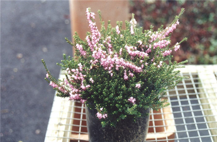 Scottish Heather