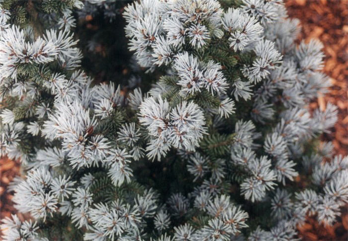 Plant photo of: Picea pungens glauca 'Globosa'