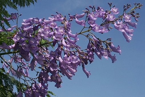 Plant photo of: Jacaranda mimosifolia