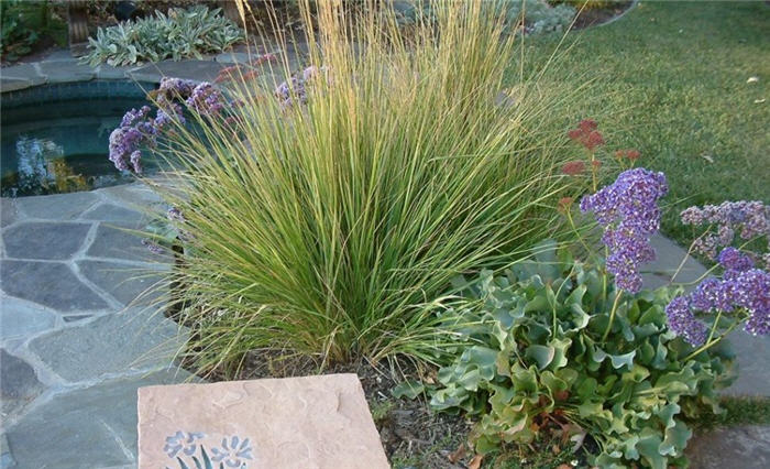 Calamagrostis X acutiflora 'Overdam'