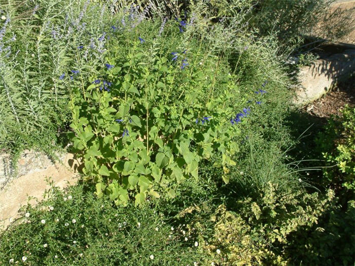 Anise-Scented Sage