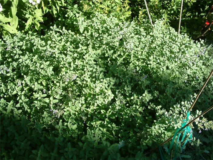 Nepeta 'Six Hills Giant'