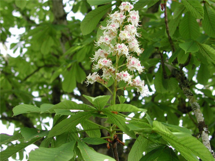 Plant photo of: Aesculus hippocastanum