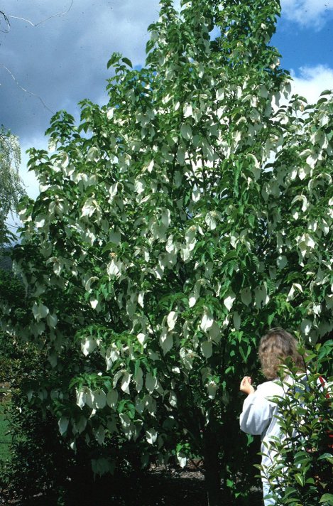 Dove Tree, Hankerchief Tree