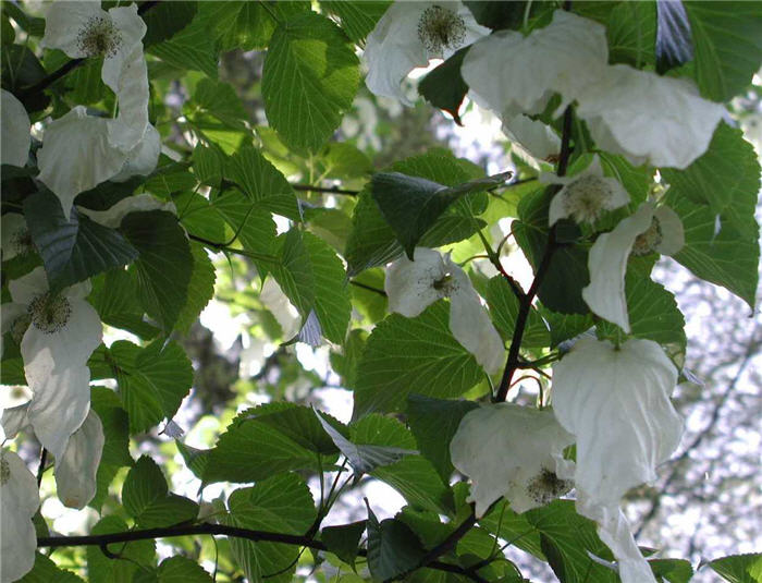 Plant photo of: Davidia involucrata