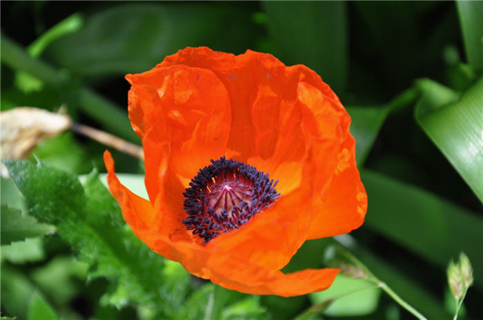 Papaver orientale