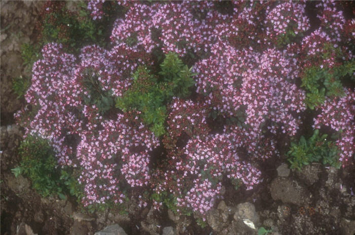 Origanum vulgare