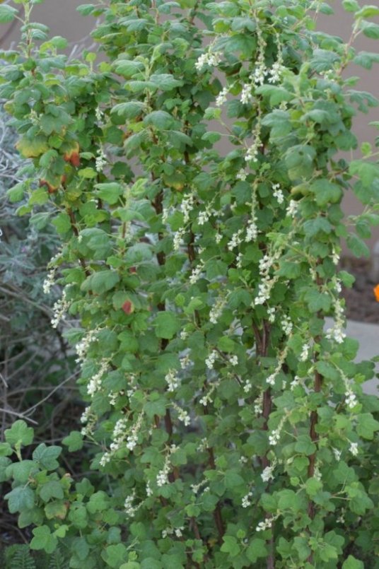 White Flowering Currant