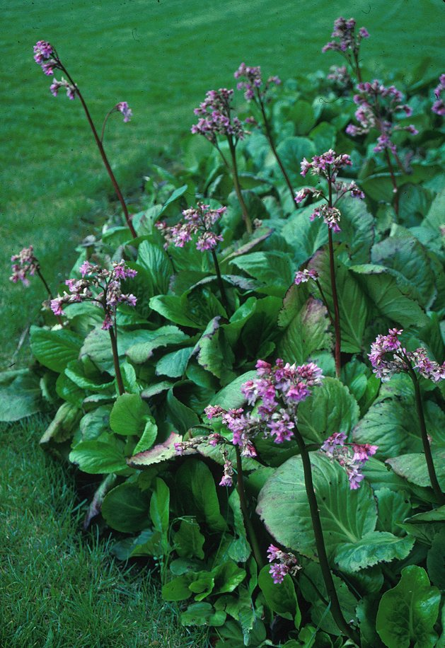 Heartleaf Bergenia, Winter Bergenia