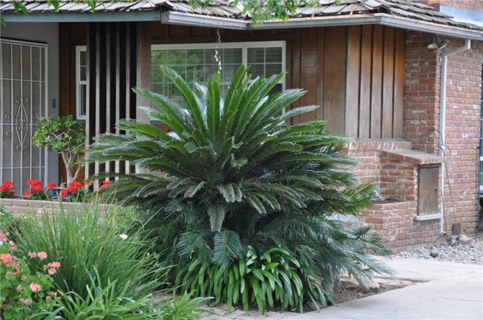 Plant photo of: Cycas revoluta