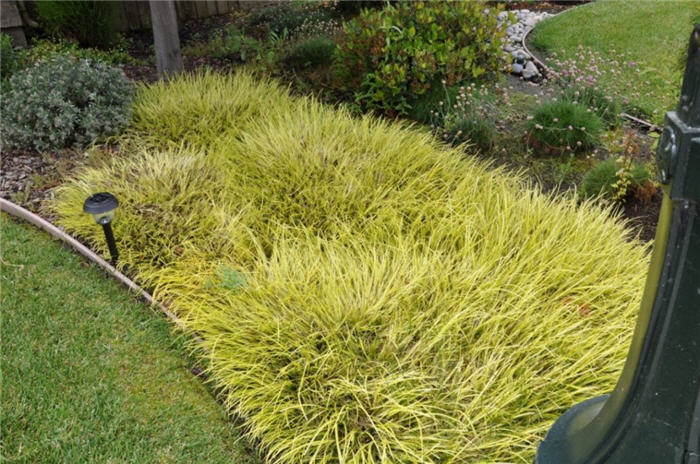 Carex oshimensis 'Evergold'