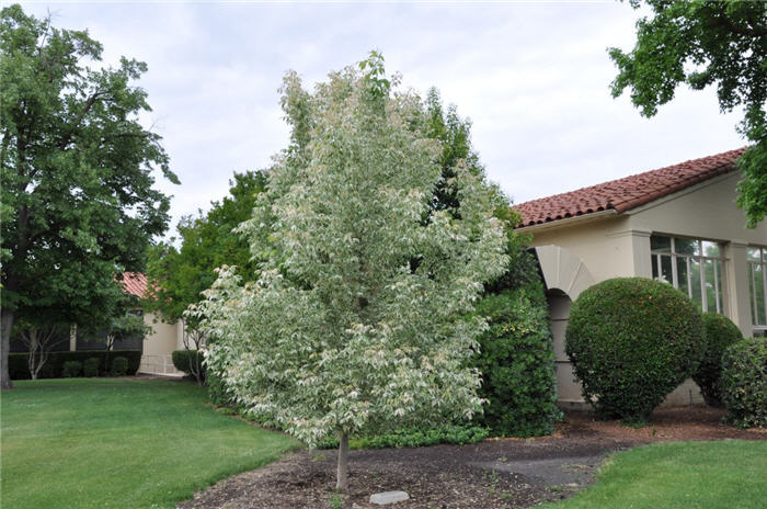 Flamingo Box Elder