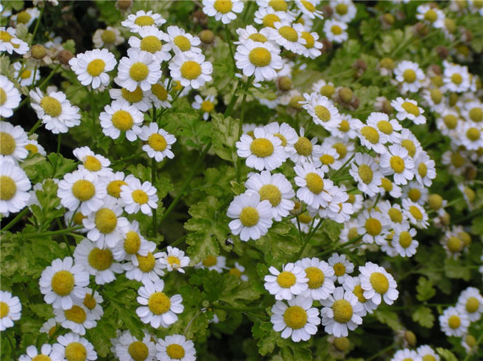 Chrysanthemum parthenium