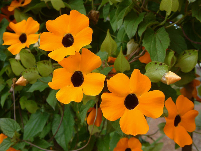 Black-Eyed Susan