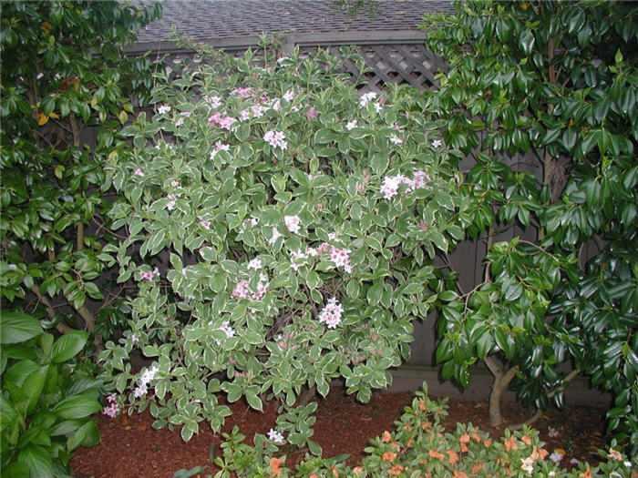 Weigela florida 'Variegata'