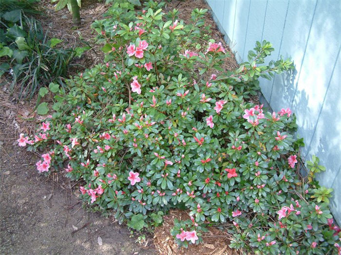 Hybrid Pink Azalea