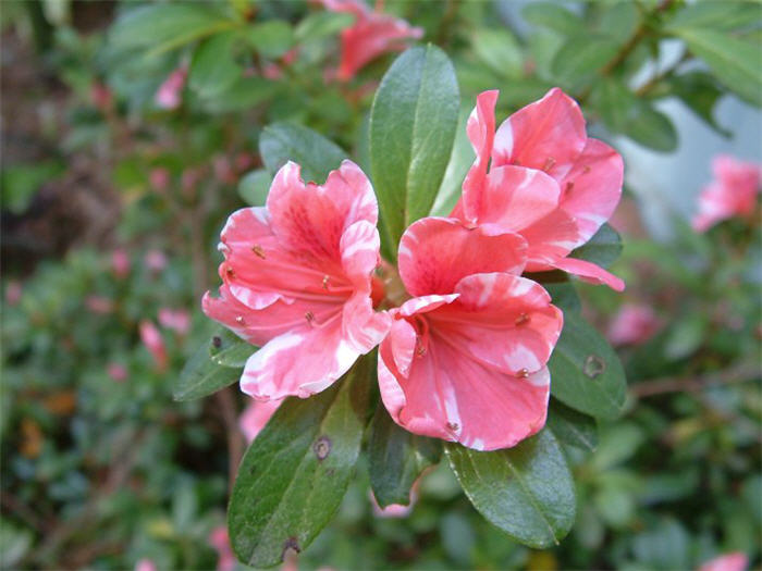 Plant photo of: Rhodendron Azalea Hybrid Pink