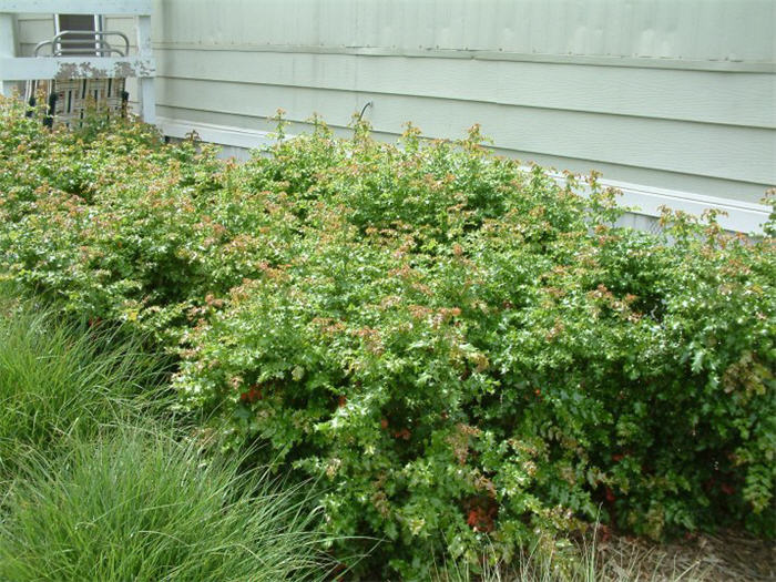 California Barberry or Holly Grape