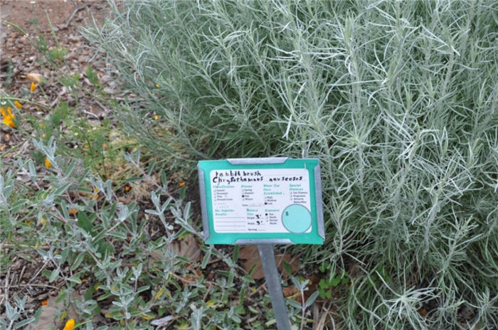 Plant photo of: Chrysothamnus nauseosus