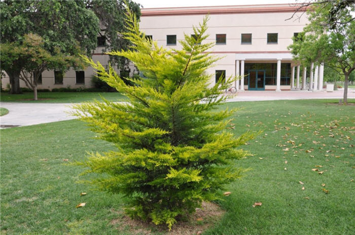 Cupressus macrocarpa 'Goldcrest'