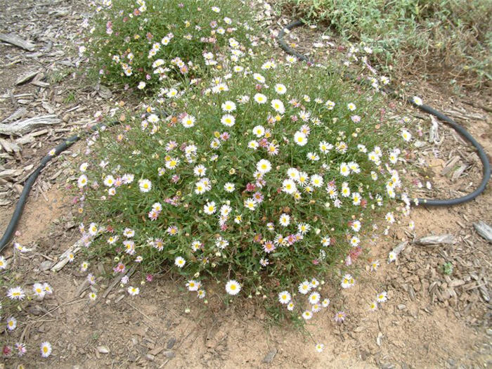 Erigeron karvinskianus 'Moerheimii'