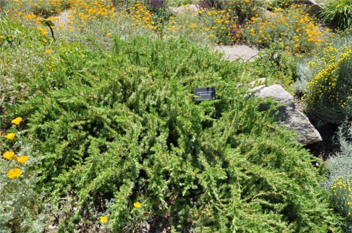 Shore Juniper