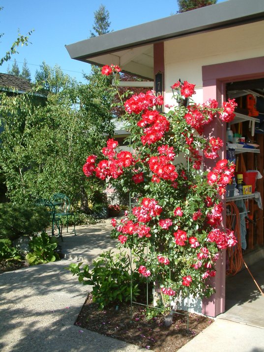 Rosa floribunda climbers