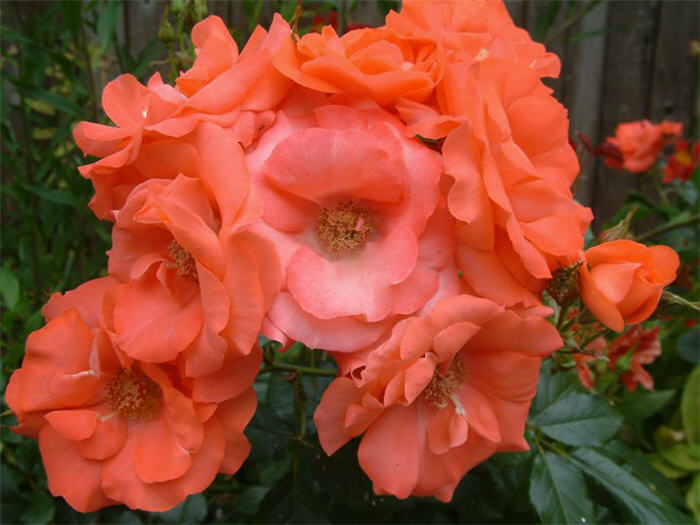 Plant photo of: Rosa floribunda climbers
