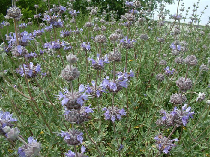 Plant photo of: Salvia clevelandii 'Whirly Blue'