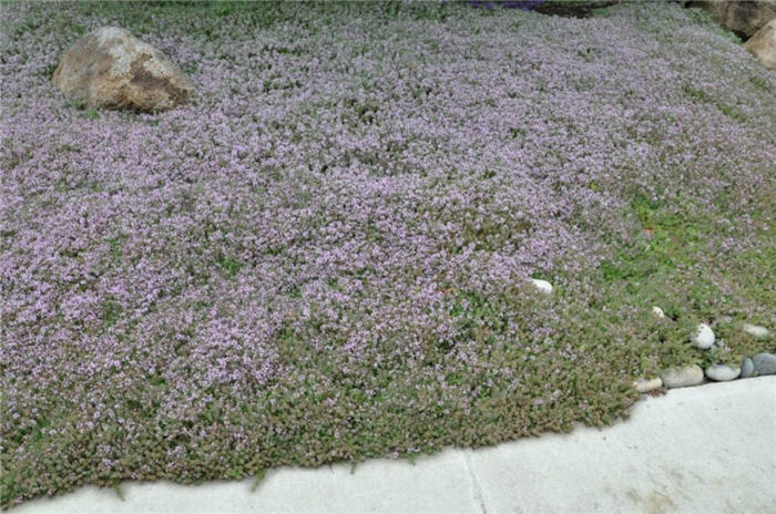 Thymus 'Victor Reiter'