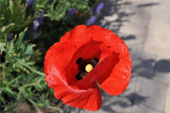 Papaver rhoeas 'Flanders Field'