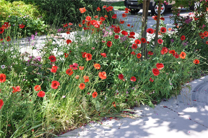 Plant photo of: Papaver rhoeas 'Flanders Field'