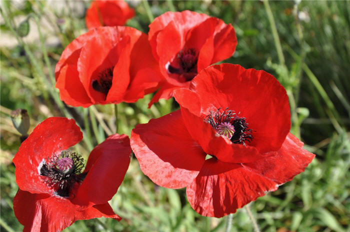 Plant photo of: Papaver rhoeas 'Flanders Field'