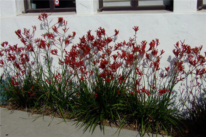 Anigozanthos hybrids