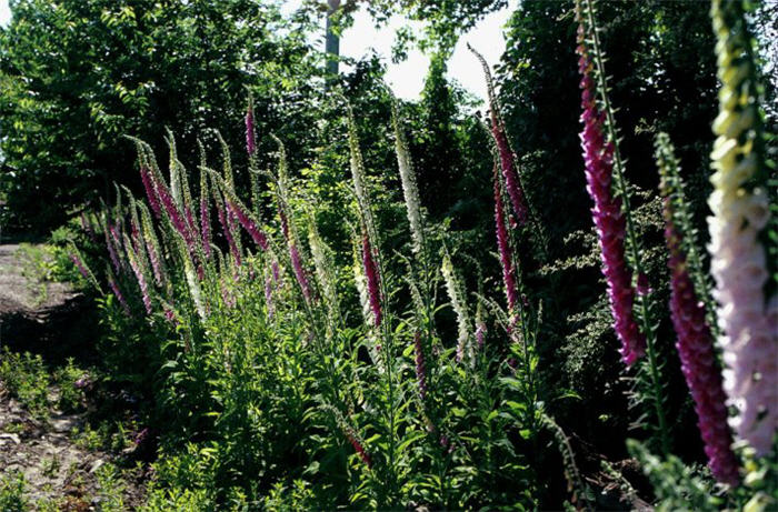 Candle Delphinium, Candle Larkspur