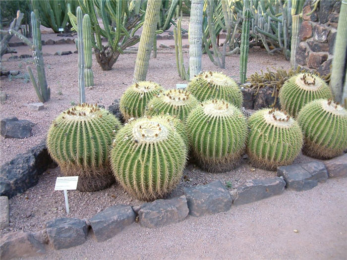 Golden Barrel Cactus